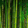 Bamboo – waterlogged and untidy bamboo may attract pests