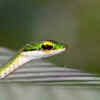 Article image for: The balcony <i class="tbold">plant</i>s that secretly attract snakes, mosquitoes, and pests