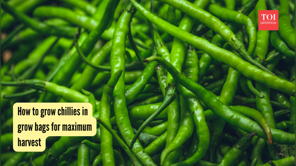 How to grow chillies in grow bags for maximum harvest