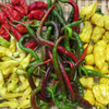 Article image for: Choose the right grow bag and chilli variety