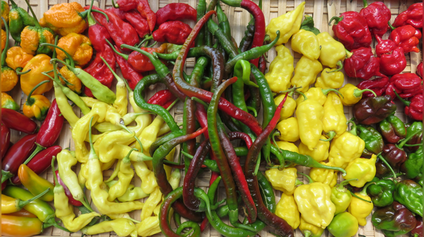 Choose the right grow bag and chilli variety