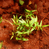 Article image for: Prepare the perfect <i class="tbold">soil</i> mix for grow bags