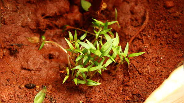 Prepare the perfect soil mix for grow bags