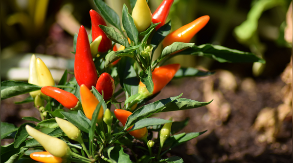 Give plenty of sunlight and water regularly