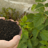 Refill regularly with compost