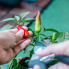 Article image for: Prune and harvest regularly for more produce