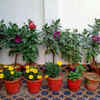 Article image for: Forgetting about long-term maintenance of plants