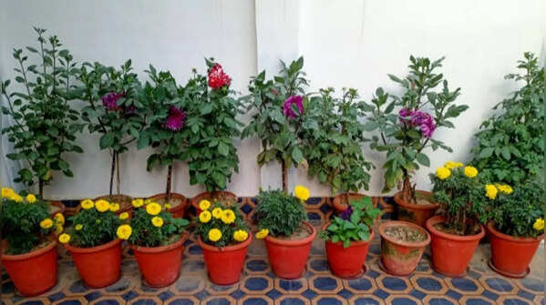 Forgetting about long-term maintenance of plants