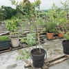 Overwatering plants because of enthusiasm