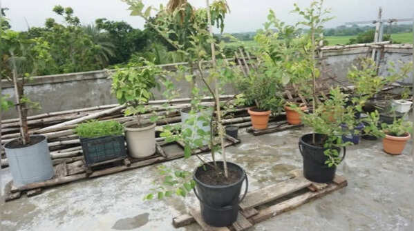 Overwatering plants because of enthusiasm