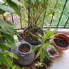 Article image for: Choosing inappropriate plants for Indian weather