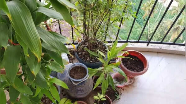 Choosing inappropriate plants for Indian weather