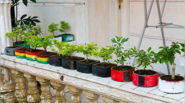 Beginning with too many plants at once