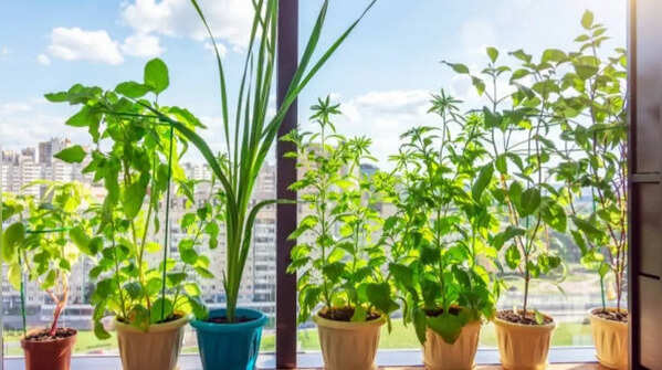 The biggest mistake Indians make while starting a terrace garden