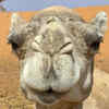 They have natural protection against sandstorms