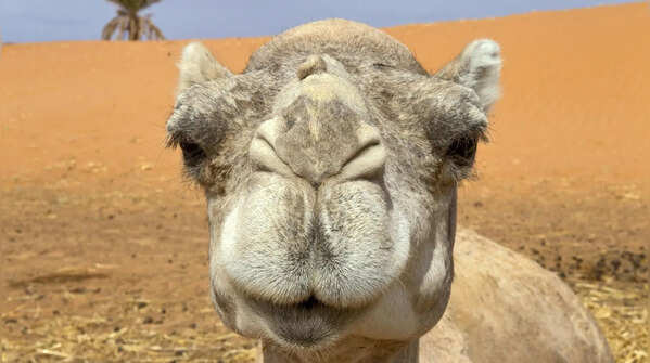 They have natural protection against sandstorms
