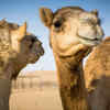 Camels can drink massive amounts of water in a short time