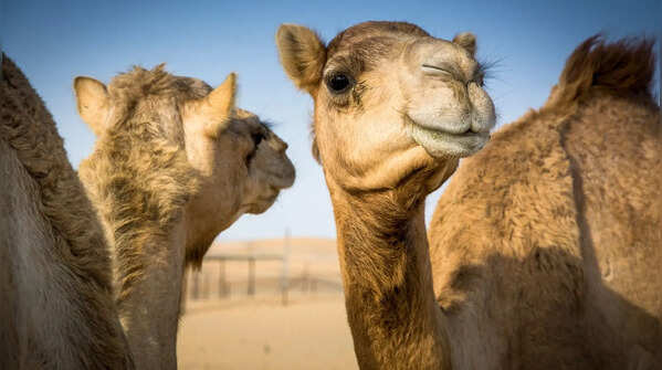 Camels can drink massive amounts of water in a short time