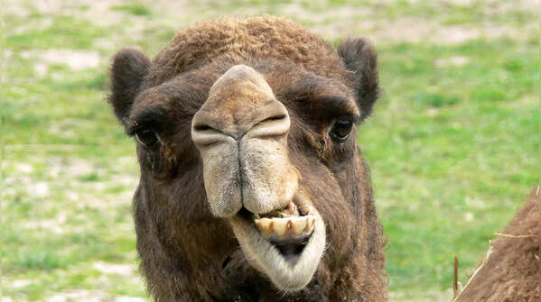 You’ve been wrong about camels this whole time: 5 shocking facts