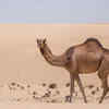 Camels do not store water in their humps