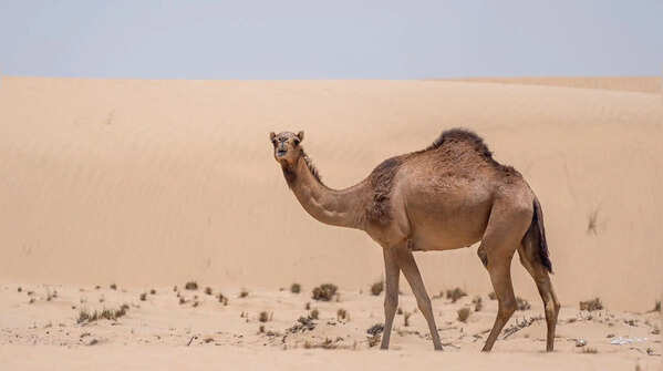 Camels do not store water in their humps