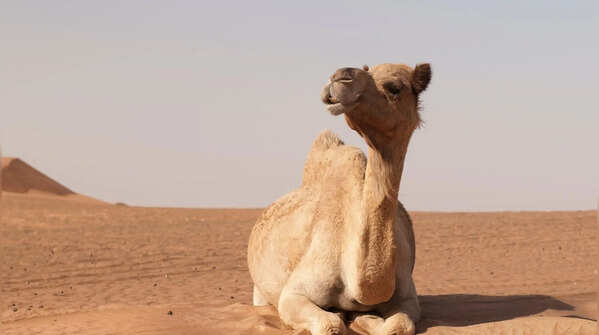 Camels do spit – and it’s not just saliva