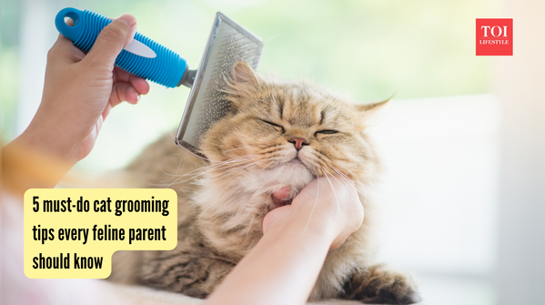 5 must-do cat grooming tips every feline parent should know