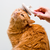 Brush your cat regularly