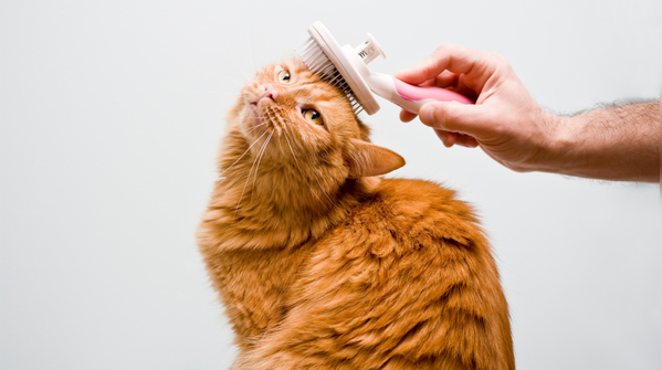 Brush your cat regularly
