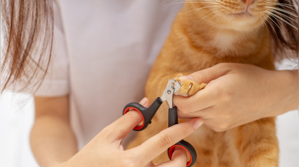 Trim your cat’s nails