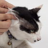 Clean your cat’s ears regularly