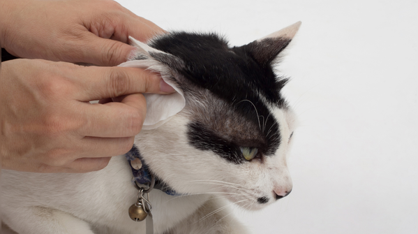 Clean your cat’s ears regularly