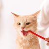 Brush your cat’s teeth