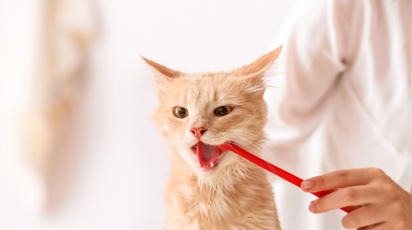Brush your cat’s teeth