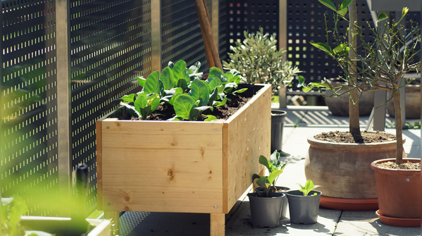 Choose the right spot for sunlight