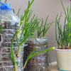 Use recycled containers to save money on pots