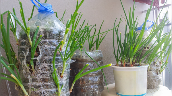 Use recycled containers to save money on pots