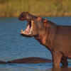 Lower Zambezi National Park
