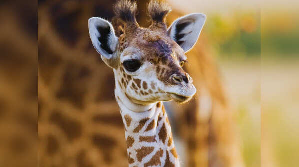 South Luangwa National Park