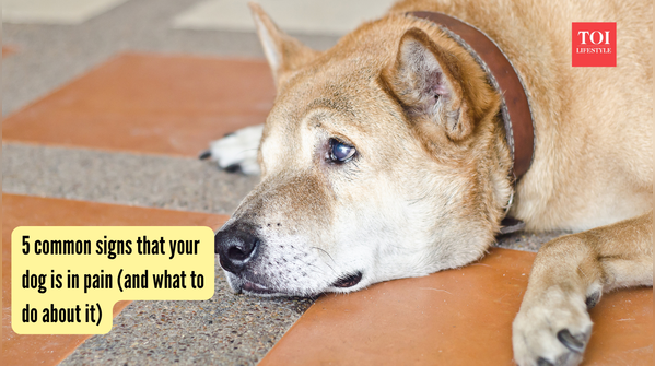 5 common signs that your dog is in pain (and what to do about it)