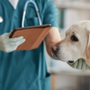 Contact your vet immediately