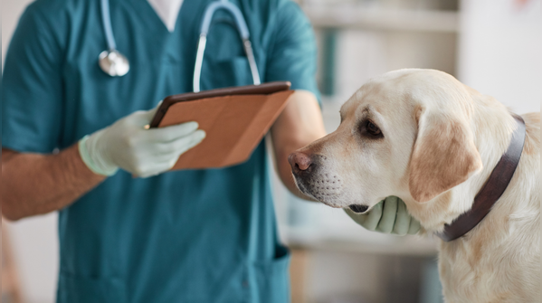 Contact your vet immediately