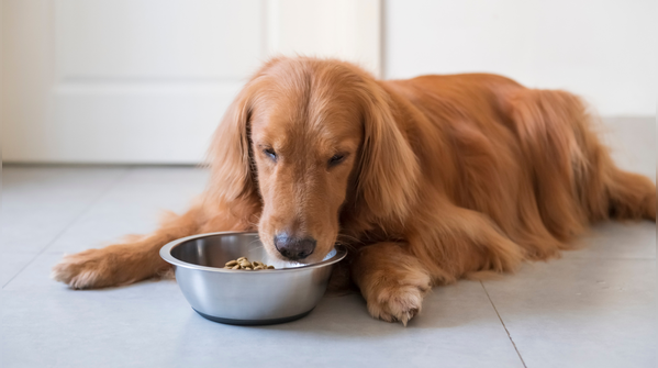 Carefully monitor appetite and eating habits