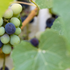 The sugar debate around grapes deserves context