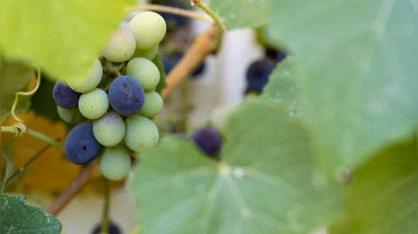 The sugar debate around grapes deserves context