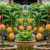 Pruning is an important process