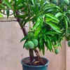 Watering – be careful about watering mango plants