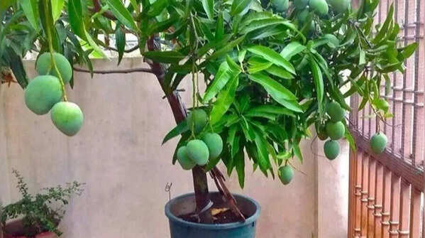 Watering – be careful about watering mango plants