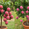 Mango plants require daily access to sunlight