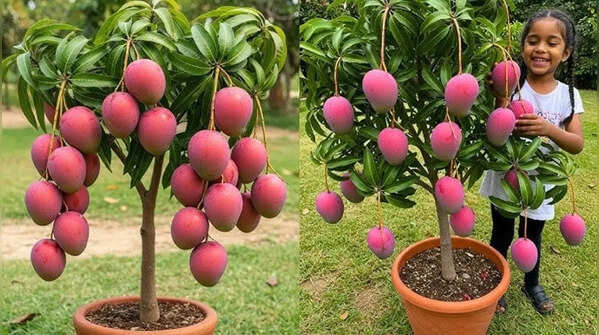 Mango plants require daily access to sunlight